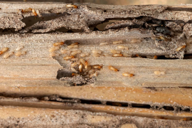Best Local Pest Control Services  in Gregory, TX